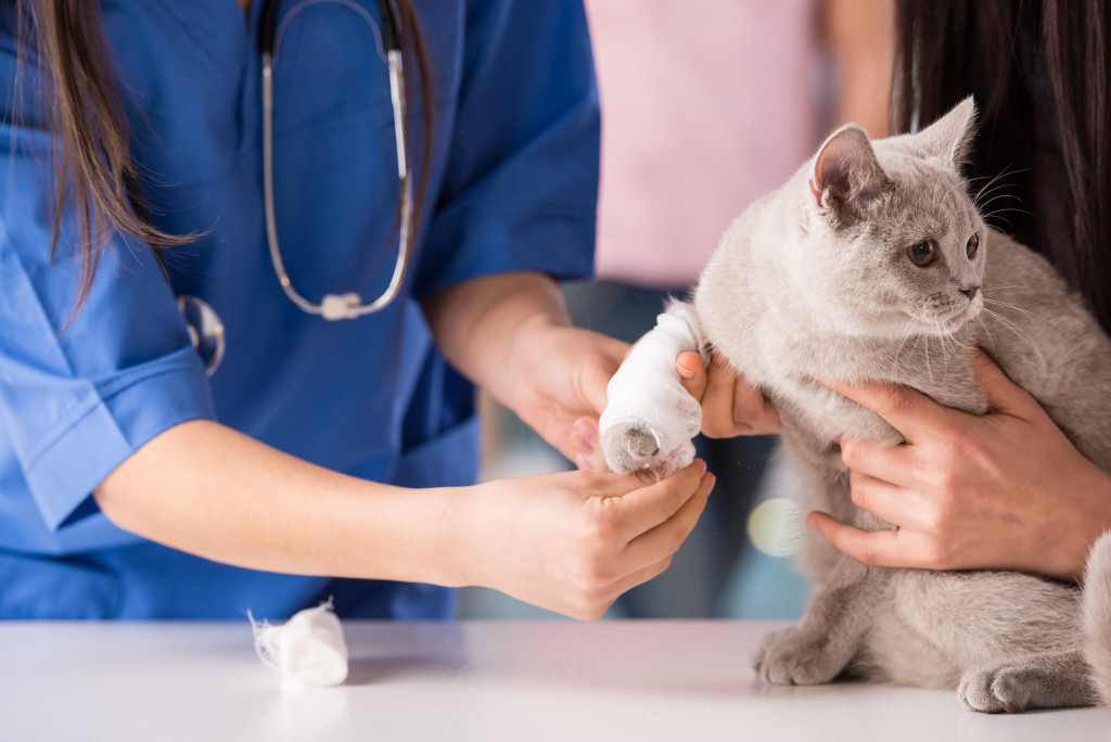 A cat getting treated by a vet